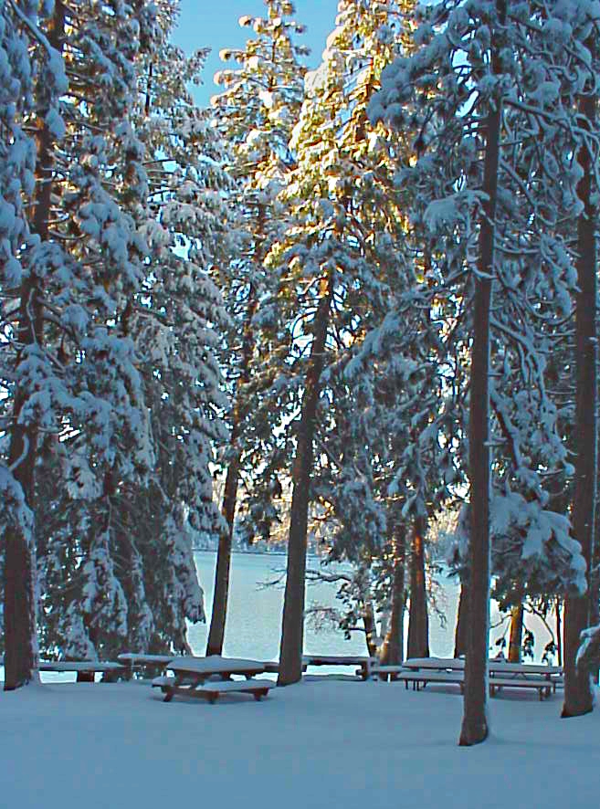 Snow on pines