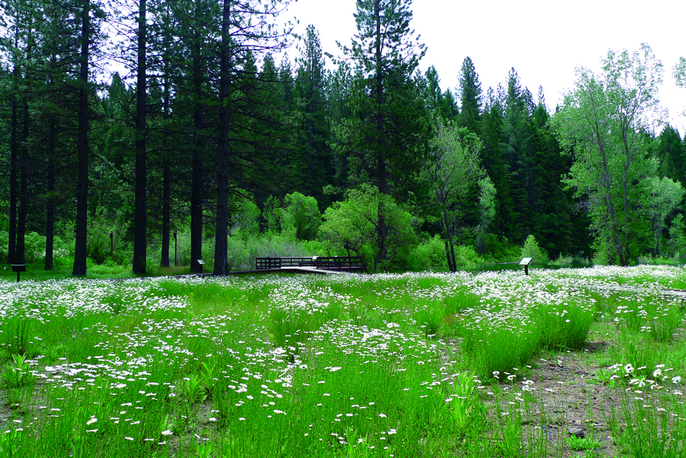 HazelMeadow-Flowers2010