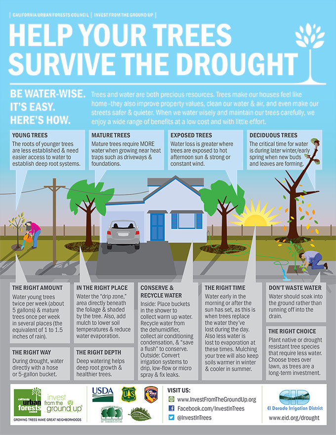 Help Your Trees Survive The Drought