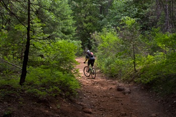 Sly Park Trail with cyclist